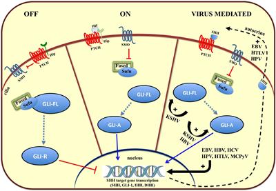 When Viruses Cross Developmental Pathways